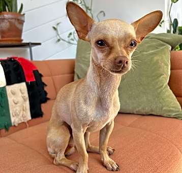 Photo of Toby
