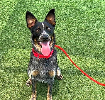 Photo of BLUEY