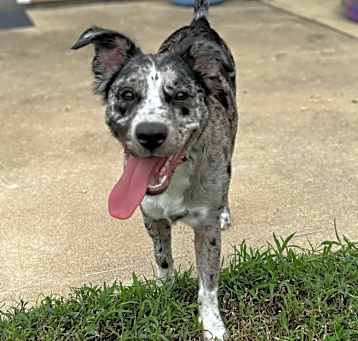 Photo of Pepper