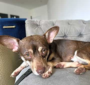 Photo of Rosco