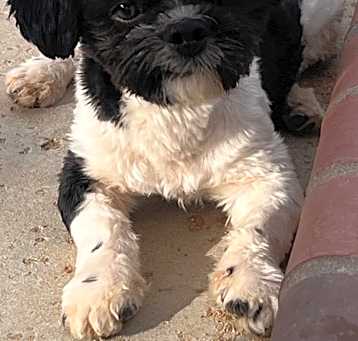 Photo of Milo
