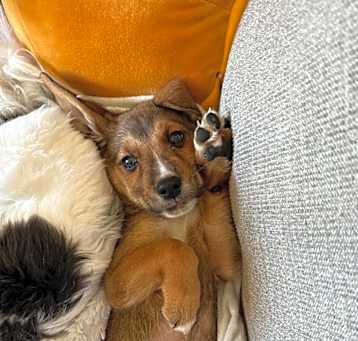 Photo of Maple