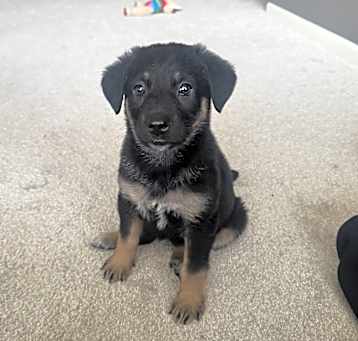 Photo of Luna