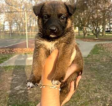 Photo of Stella
