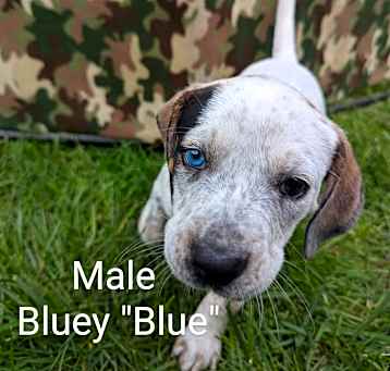 Photo of Bluey
