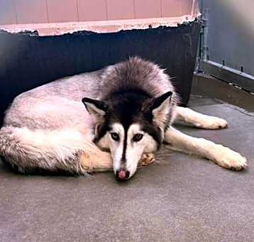 Photo of Kira