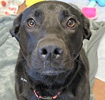 Photo of Darla - AVAILABLE
