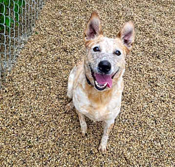 Photo of Butterscotch