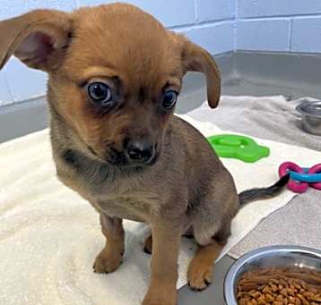 Photo of Buttercup - Kitchener