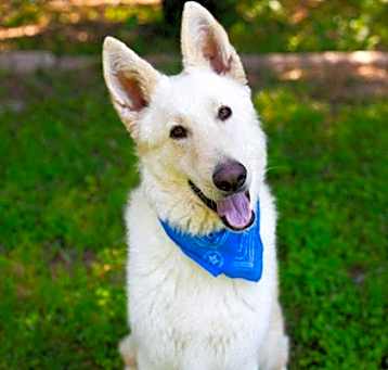 Photo of Balto