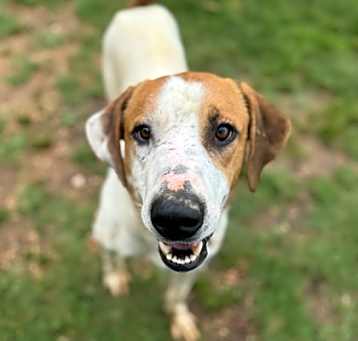 Photo of Bully