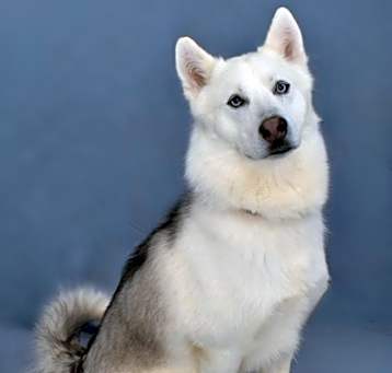 Photo of Toby 1663-24