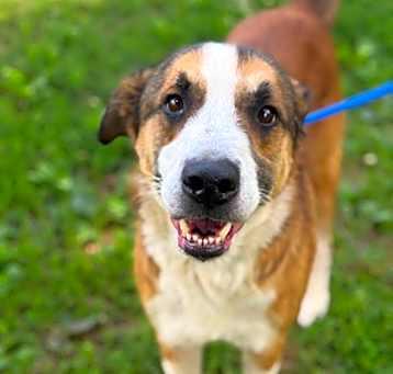 Photo of Diesel
