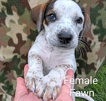 Photo of Fawn