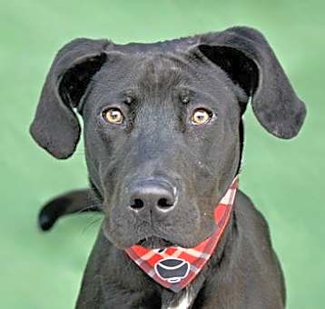 Photo of OZZIE