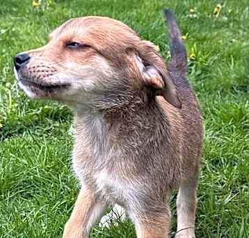 Photo of Honey