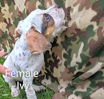 Photo of Ivy