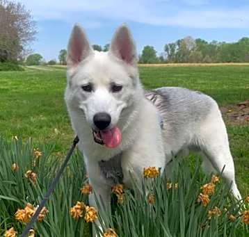 Photo of Diesel