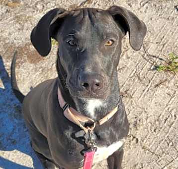 Photo of Zara-$70 Adoption Fee!