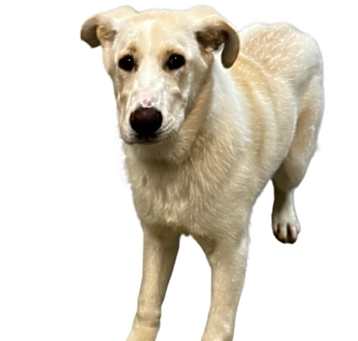 Photo of Artic