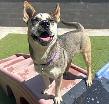 Photo of Loba