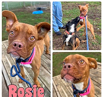 Photo of Rosie- SPONSORED
