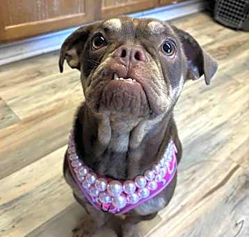 Photo of Bella