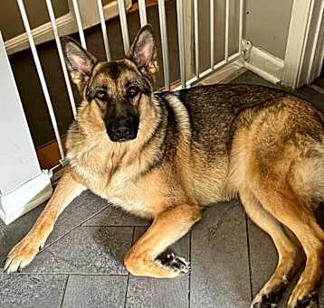 Photo of Laika Orange