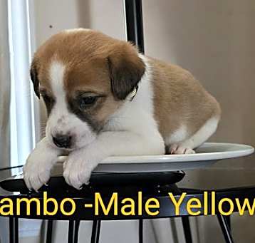 Photo of Lambo