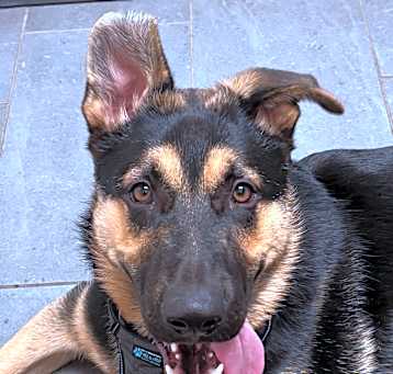 Photo of Archer