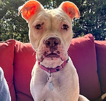 Photo of Nala 21185