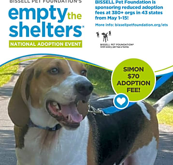 Photo of Simon - Foster or Adopter Needed!
