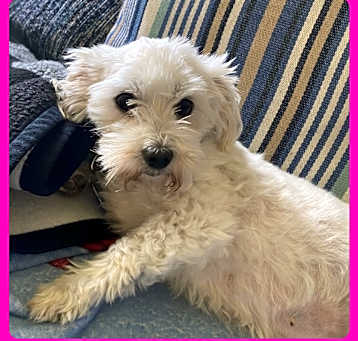 Photo of Sweetie Pie