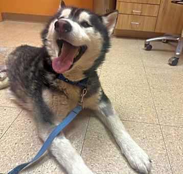 Photo of Loki