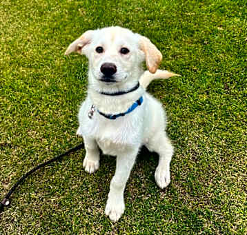Photo of Sid- *Available 5/10* Chino Hills Location