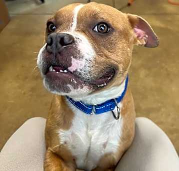Photo of Bubba