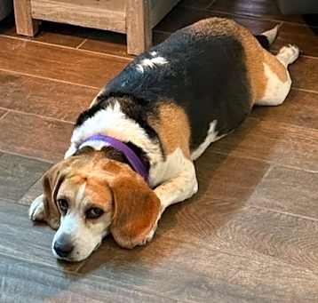 Photo of Bella 3