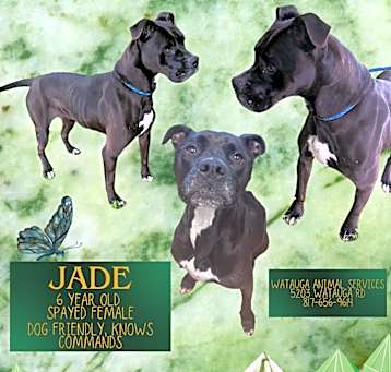 Photo of JADE