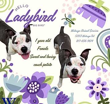 Photo of LADY BIRD