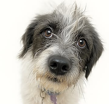 Photo of Oreo