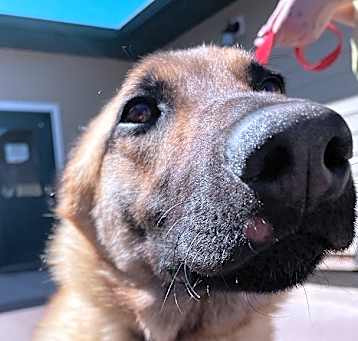 Photo of Loki