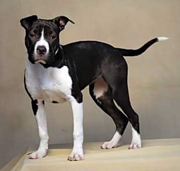 Photo of ABBY