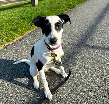 Photo of Cookie