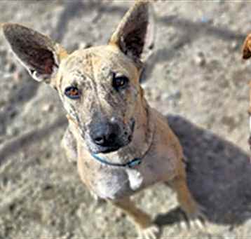 Photo of COOKIE