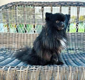 Photo of FENRIR