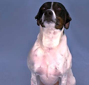 Photo of Sammy 396-25
