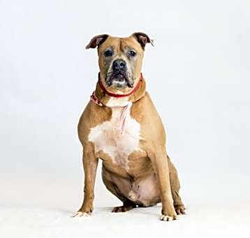 Photo of Dozer- In a Foster Home