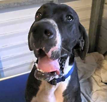 Photo of Apollo