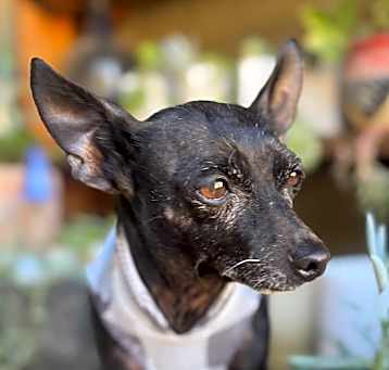 Photo of Walter-2