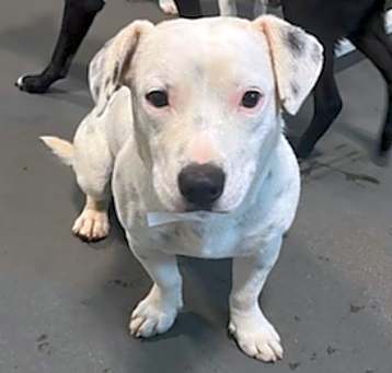 Photo of Barkley